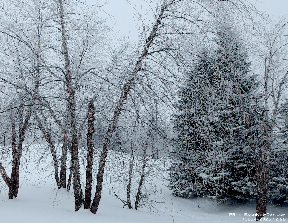 73664CrLeUsm - Enjoying the hoar frost on a walk with Chester - Milo